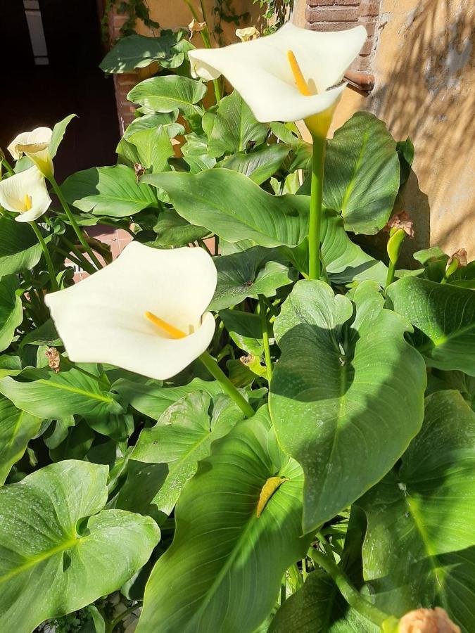 Appartamento Il Giardino sul Corso Scafati Esterno foto